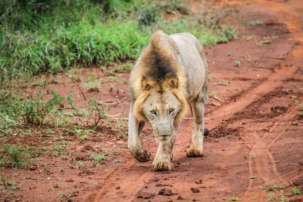 Lion mâle marchant vers la caméra . — Photo