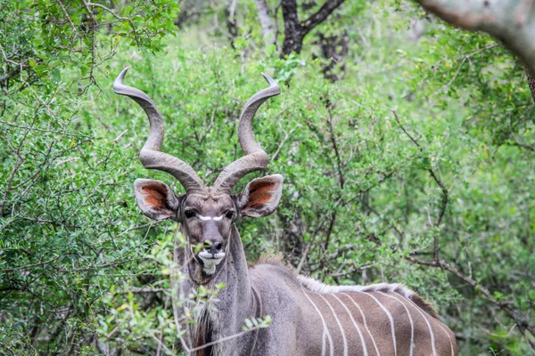 Homme Kudu mettant en vedette la caméra . — Photo
