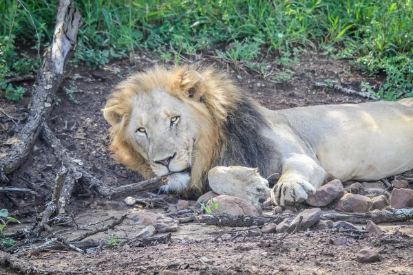 Male Lion laying in the sand. — Stock Photo, Image