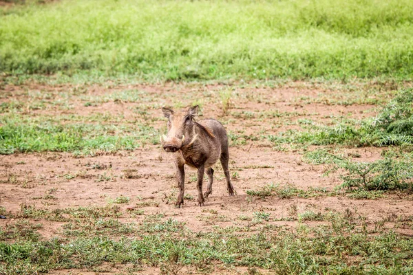 Warthog hrají na kameru. — Stock fotografie