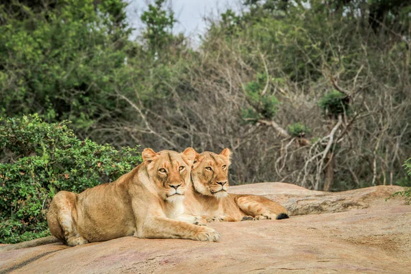 Lions laying on rocks. — Stock Photo, Image