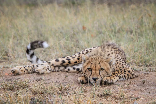 Cheetah estrelando a câmera . — Fotografia de Stock