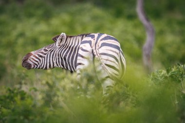 Ahşap bir parça, boynunda sürtünme zebra.