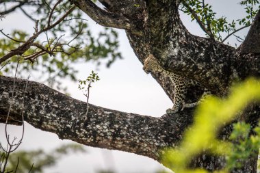 bir ağaçta leopar.