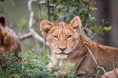 Kruger yıldızı aslan yavrusu.