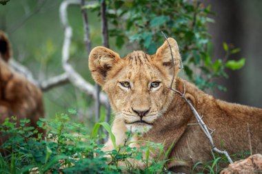 Kruger yıldızı aslan yavrusu.