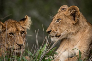 İki aslan yavrularını çimenlerde dinlenme.