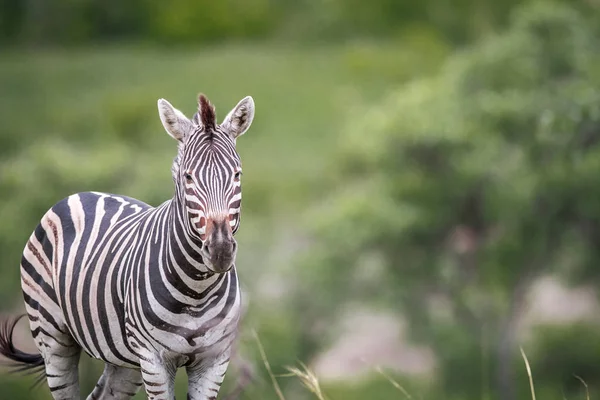 Kameraya yıldızı zebra. — Stok fotoğraf