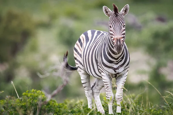 Zebra starrt in die Kamera. — Stockfoto