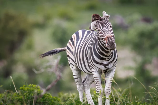 Başını sallayarak zebra. — Stok fotoğraf
