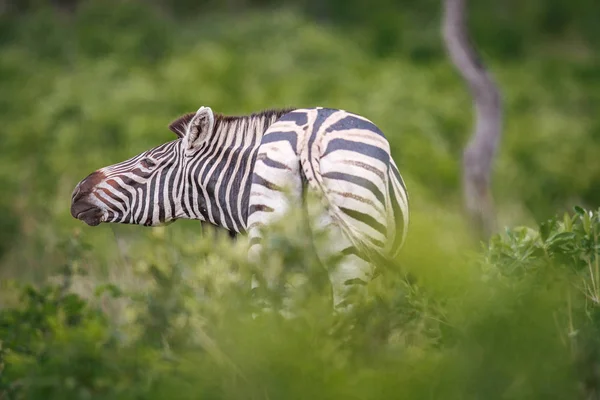 Zebra rubbing his neck on a piece of wood. — Stock Photo, Image