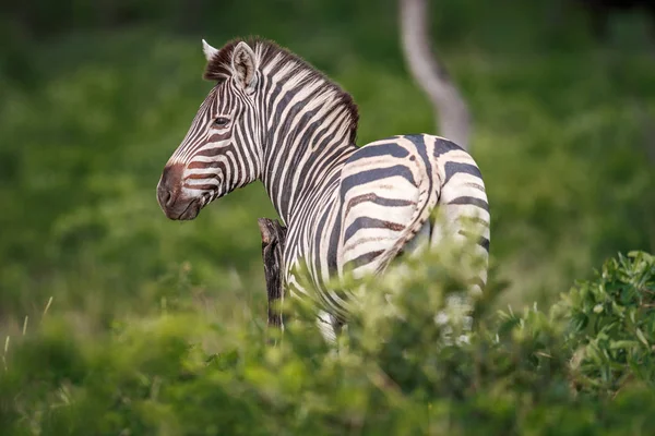 Zebra wystąpili na kamery. — Zdjęcie stockowe
