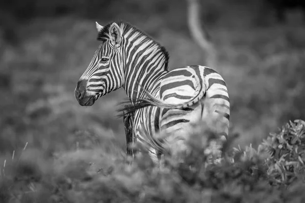Zebra estrelando a câmera em preto e branco . — Fotografia de Stock