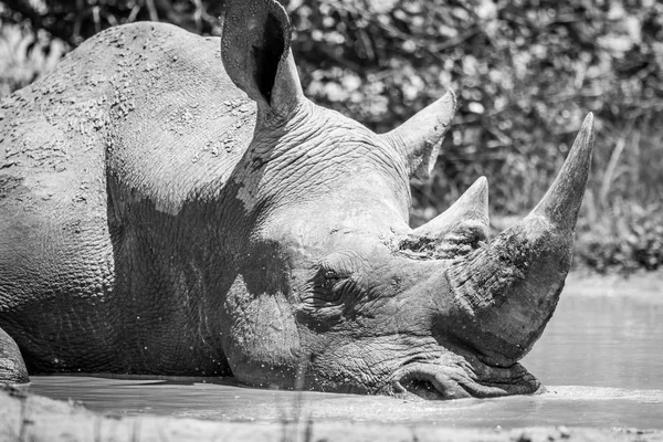 Rinoceronte branco dormindo em preto e branco . — Fotografia de Stock