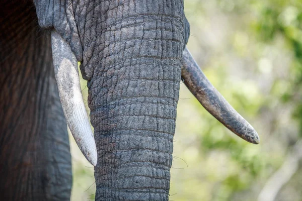 Close up de presas de um elefante africano . — Fotografia de Stock