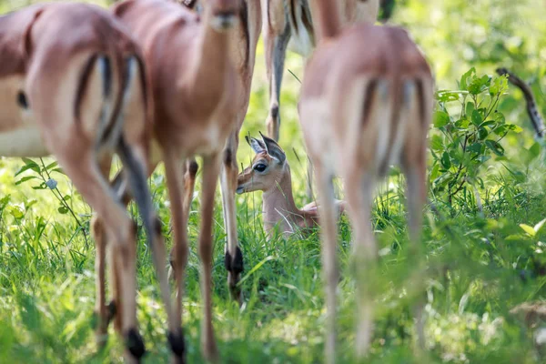 Bebê Impala entre as pernas de adultos . — Fotografia de Stock