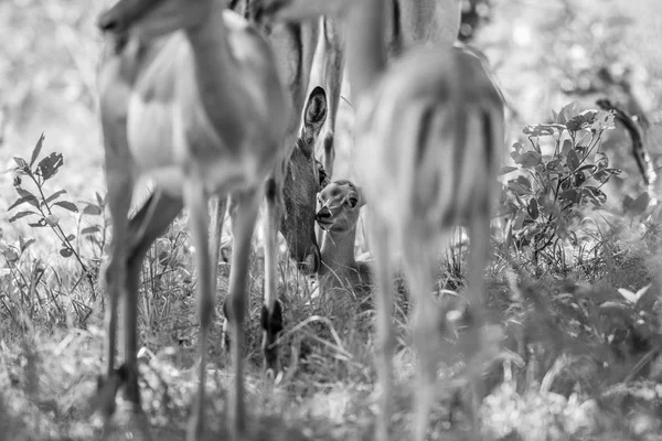 Bebê Impala ligação com sua mãe . — Fotografia de Stock