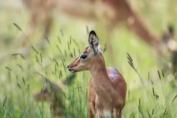 Perfil lateral de un bebé Impala . — Foto de Stock