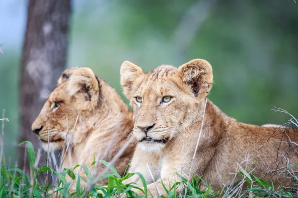 Deux lionceaux couchés dans l'herbe . — Photo