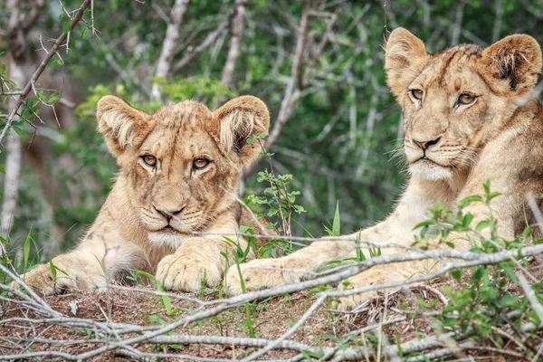 Deux lionceaux couchés dans l'herbe . — Photo