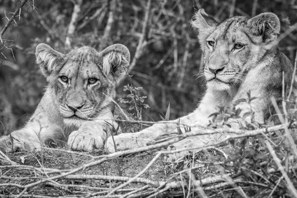 İki aslan yavrularını siyah beyaz. — Stok fotoğraf