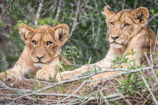 Deux lionceaux couchés dans l'herbe . — Photo