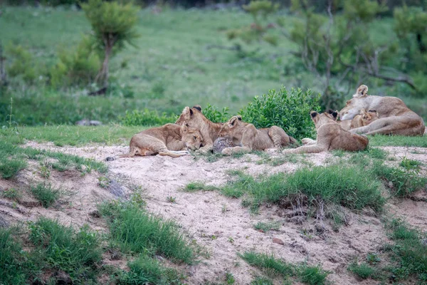 Lion cubs playing with a Leopard tortoise.