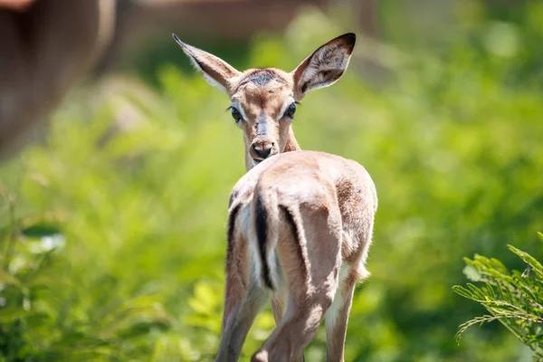 Bebê Impala olhando para trás . — Fotografia de Stock