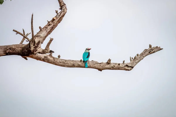 Woodland kingfisher on a branch. — Stock Photo, Image