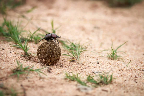 Dung beetle rolling a ball of dung. — Stock Photo, Image