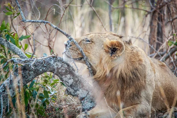 León relajándose en la hierba . —  Fotos de Stock