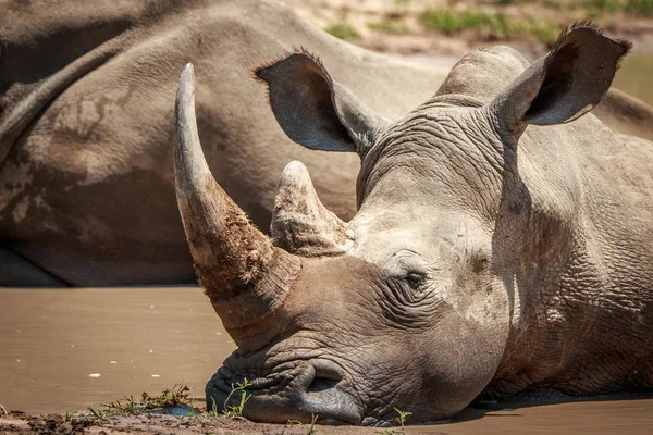 Beyaz rhino suda rahatlatıcı. — Stok fotoğraf