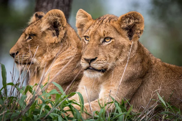 Aslan yavrularını çimenlerde rahatlatıcı. — Stok fotoğraf