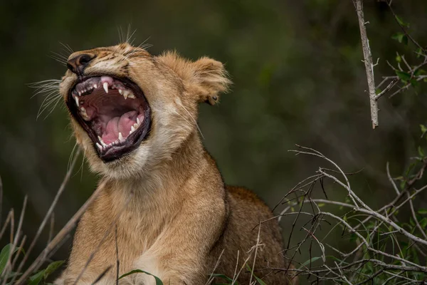 Lion cub geeuwen in het gras. — Stockfoto