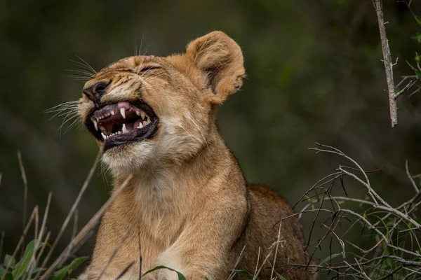 Löwenjunges gähnt im Gras. — Stockfoto
