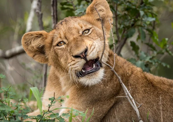 Lion louveteau jouer dans l'herbe . — Photo