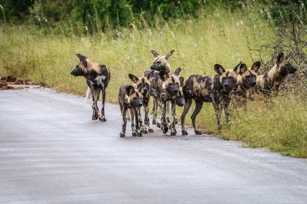 Pack of African wild dogs on the road. — Stock Photo, Image