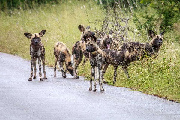 Pack of African wild dogs on the road. — Stock Photo, Image