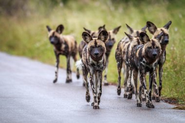 Afrika Vahşi köpekler kameranın doğru yürüyüş.