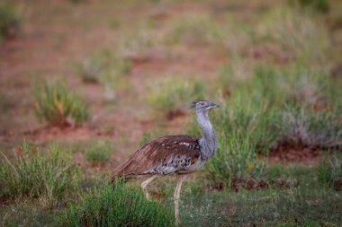 Otların arasında yürüyüş Kori damla.