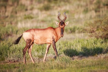 Çim kırmızı hartebeest.