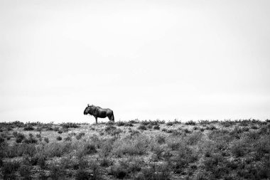 Siyah beyaz mavi wildebeest.