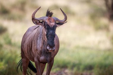 Mavi wildebeest kameraya yıldızı.