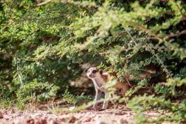 Bir çalı dibinden gözlemleyerek Meerkat.