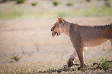 Bir leopar kaplumbağa ağzında dişi.