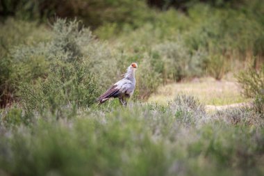 Sekreter kuşu otların arasında yürüyüş.