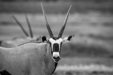Gemsbok siyah beyaz kamera yıldızı.