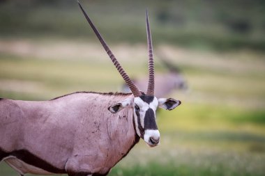 Bir Gemsbok yan profili.
