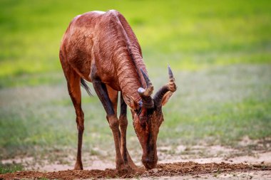 Red hartebeest in the mud. clipart