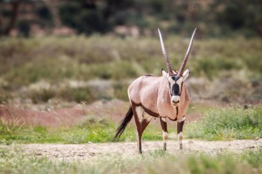 Gemsbok kameraya yıldızı.